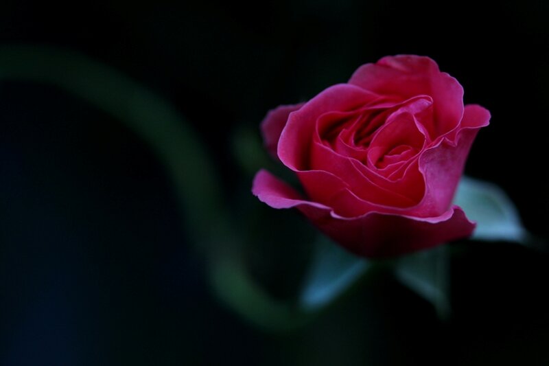 Red Rose in Darkness — Dramatic, Night, Photograph, Flower, Stem