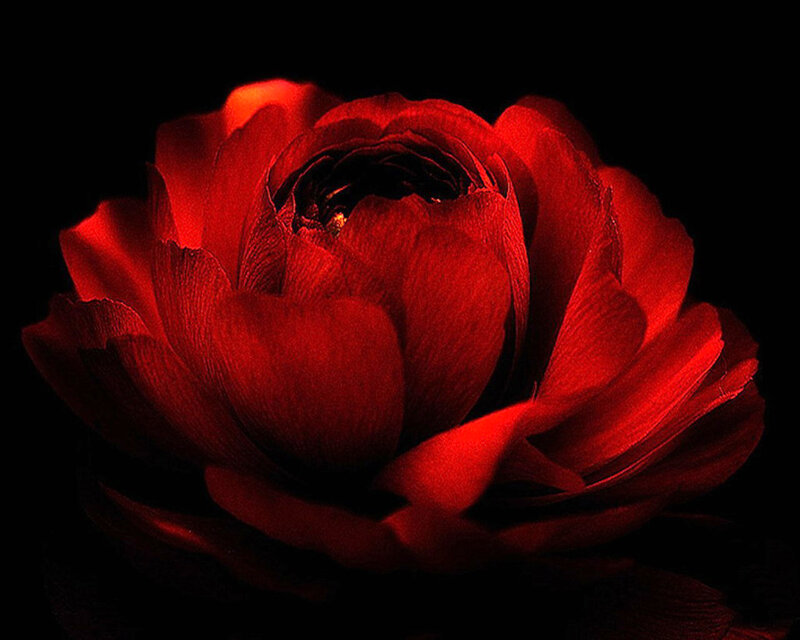 Red Rose in Darkness — Dramatic, Night, Photograph, Flower