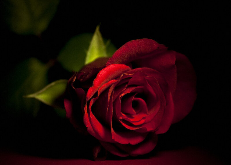 Red Rose in Darkness — Dramatic, Night, Photograph, Green Leaves