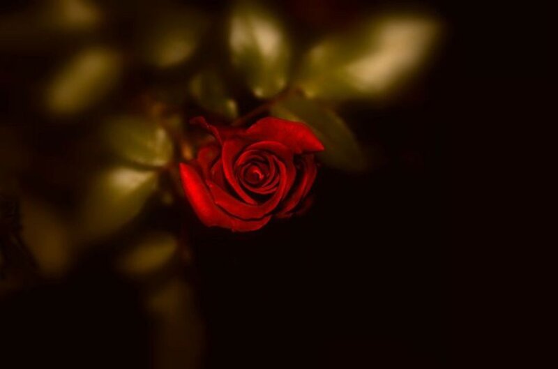 Red Rose in Darkness — Dramatic, Night, Photograph, Leaves