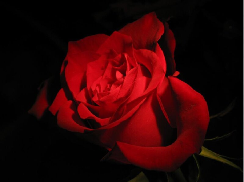 Red Rose in Darkness — Dramatic, Night, Photograph, Petals, Stem