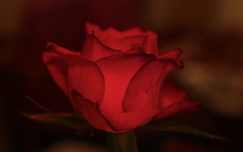 Red Rose in Darkness — Dramatic, Night, Photograph, Petals
