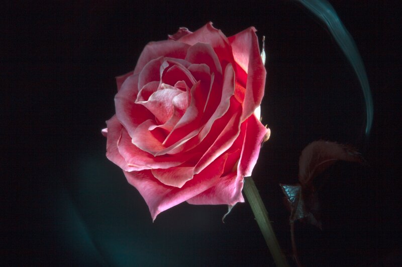 Red Rose in Darkness — Dramatic, Night, Photograph, Stem, Leaf