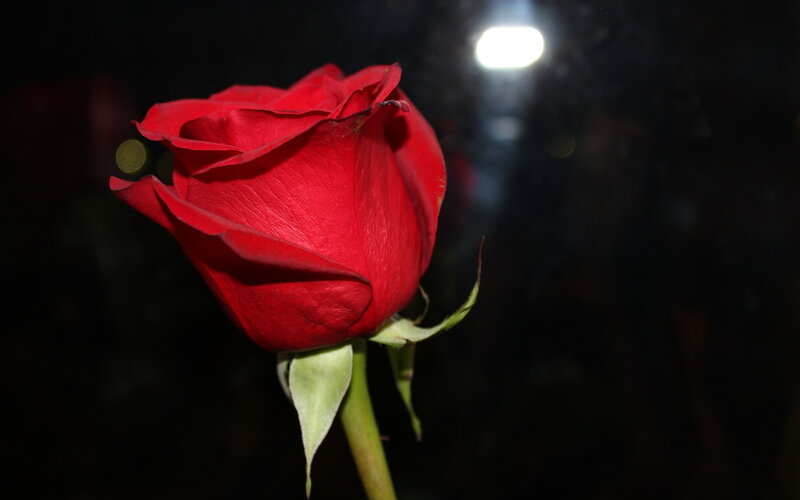 Red Rose in Darkness — Dramatic, Night, Photograph, Stem, Petals