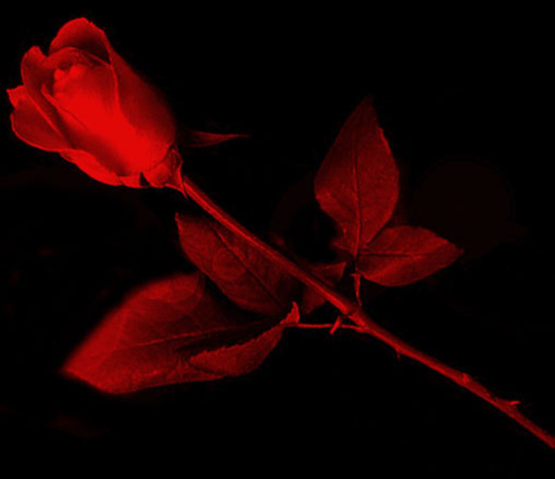 Red Rose in Darkness — Dramatic, Night, Photograph, Stem