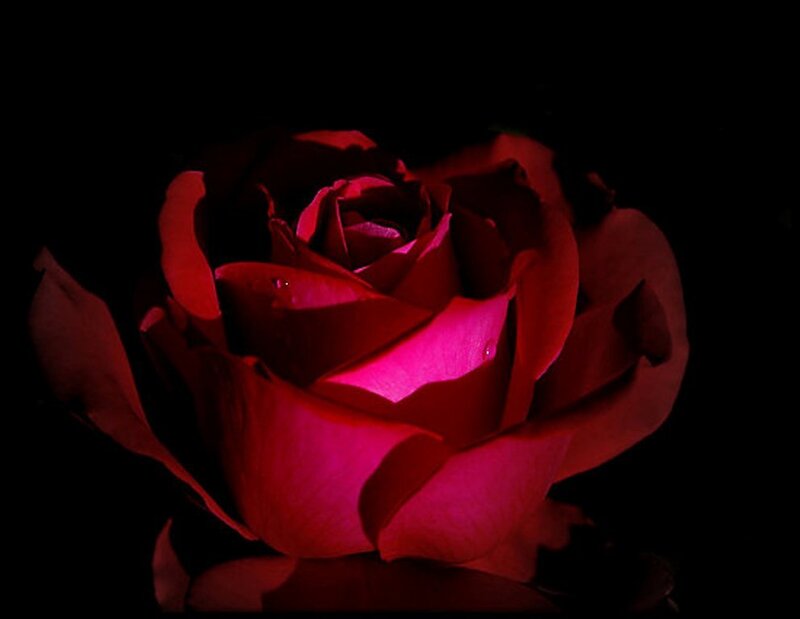 Red Rose in Darkness — Dramatic, Night, Photograph