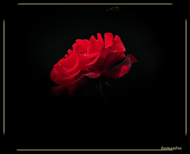 Red Rose in Darkness — Dramatic, Night