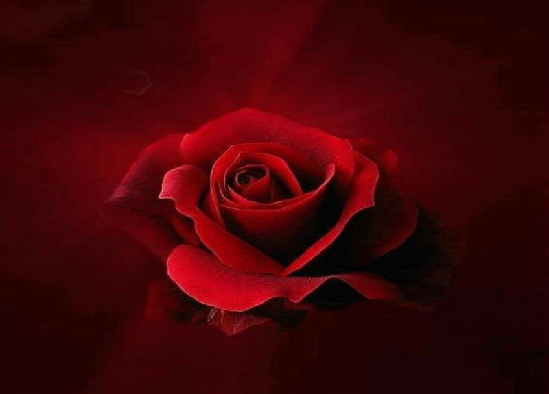 Red Rose in Darkness — Dramatic, Photograph, Petals