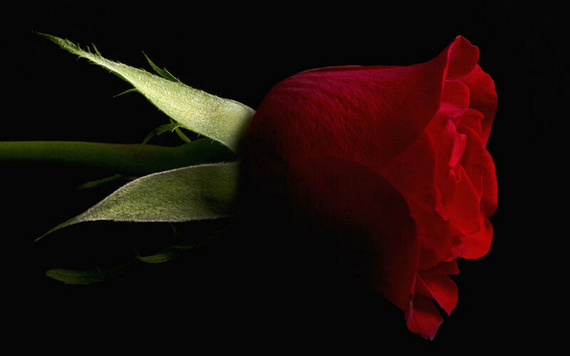 Red Rose in Darkness — Dramatic, Photograph, Stem