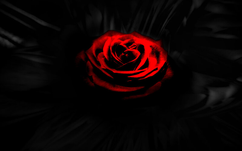 Red Rose in Darkness — Dramatic, Photograph