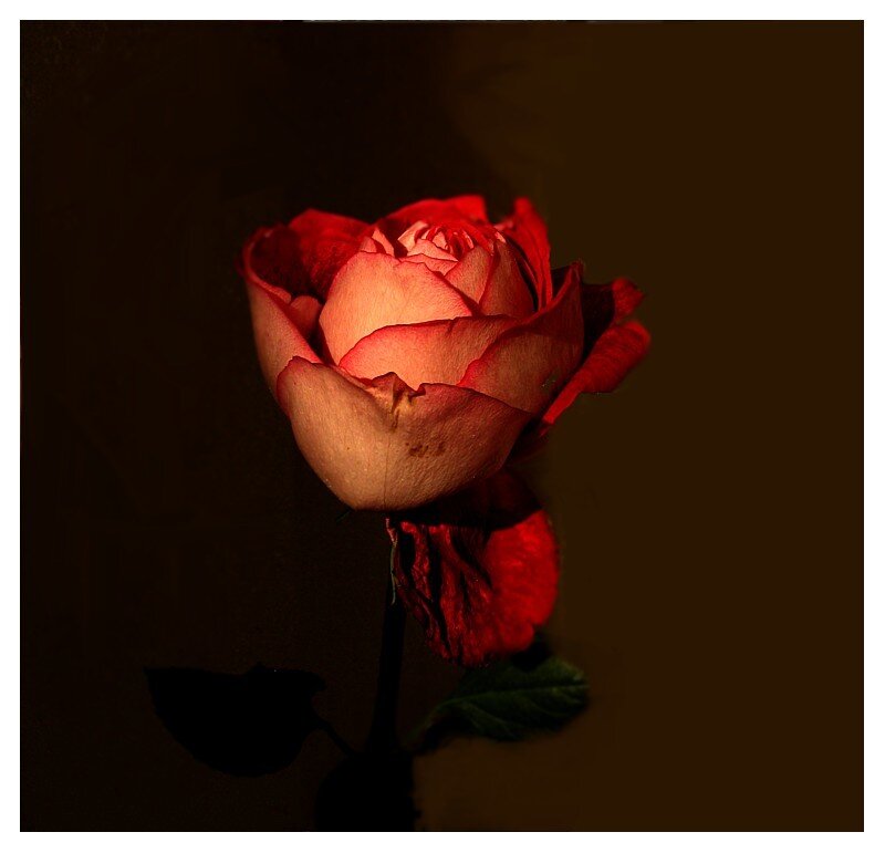 Red Rose in Darkness — Dramatic