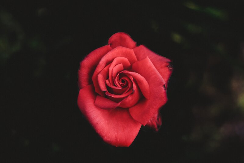 Red rose in darkness