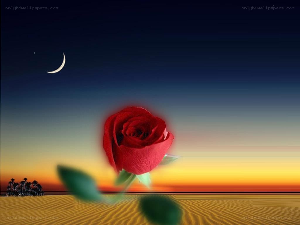 Red rose in desert at dusk