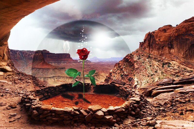 Red rose in desert canyon