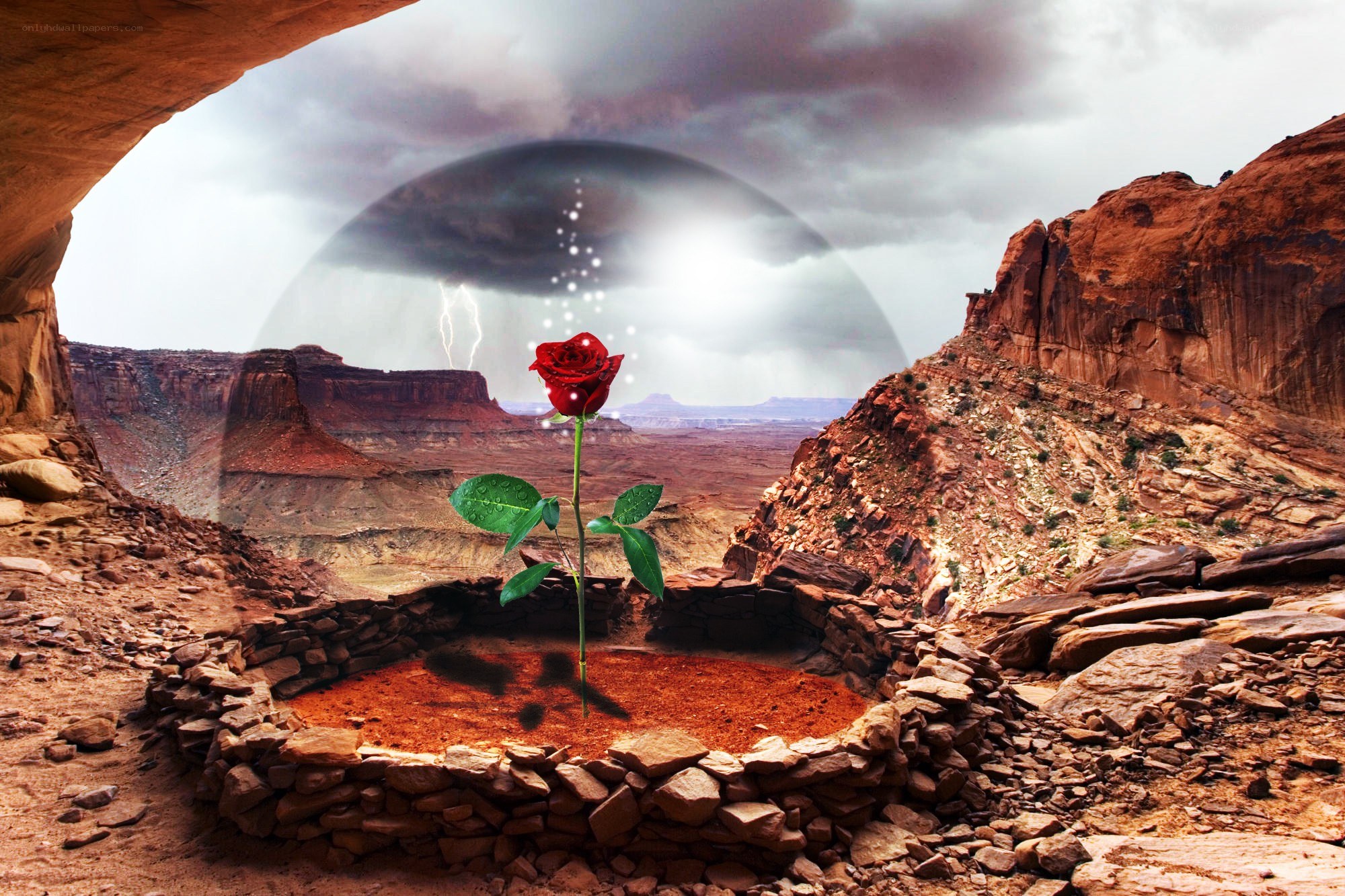 Red rose in desert canyon