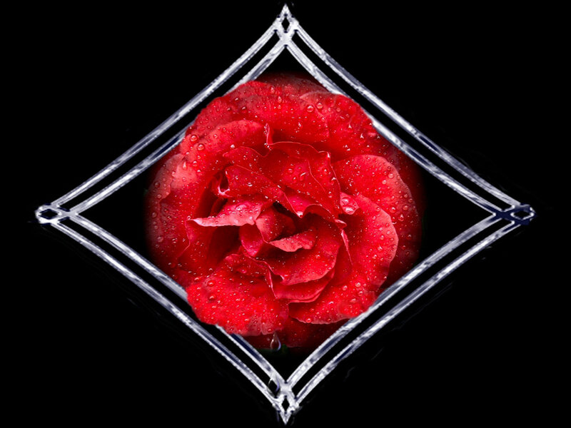 Red rose in diamond frame