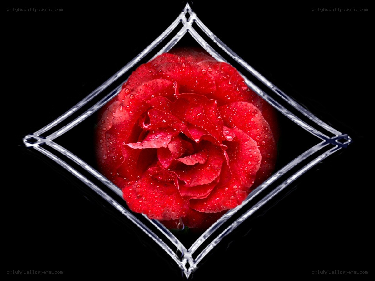 Red rose in diamond frame