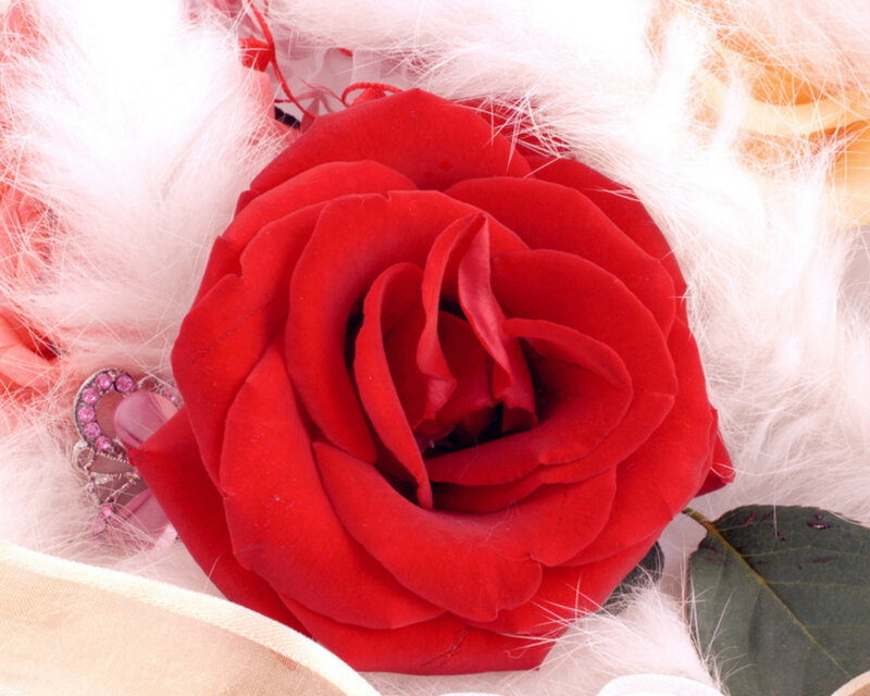 Red Rose in Feathers