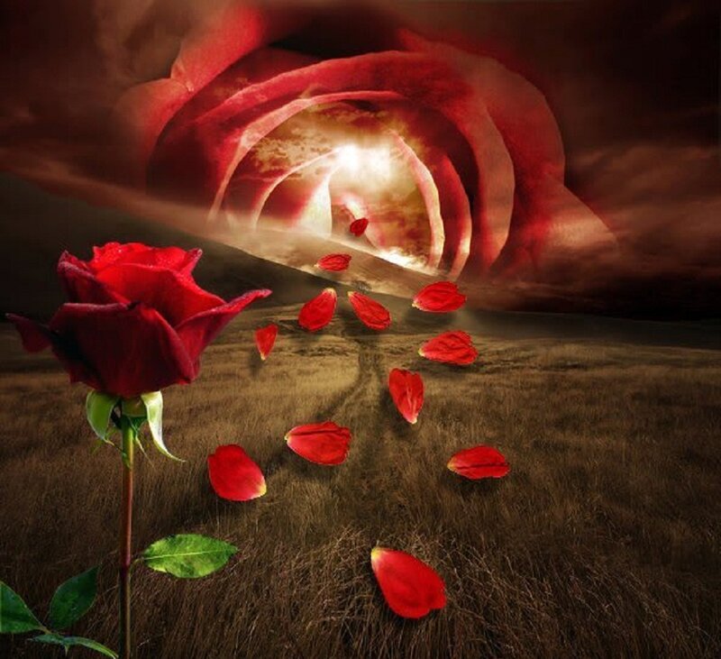 Red Rose in Field