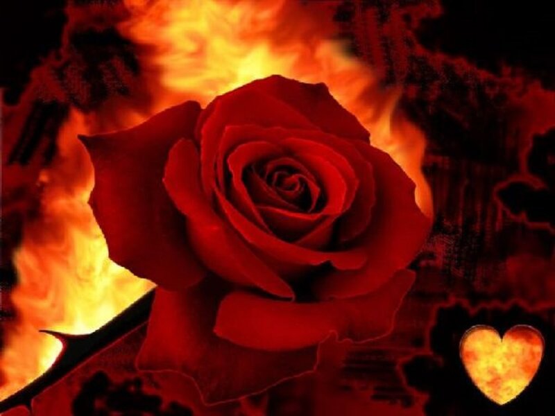 Red Rose in Flames — Dramatic