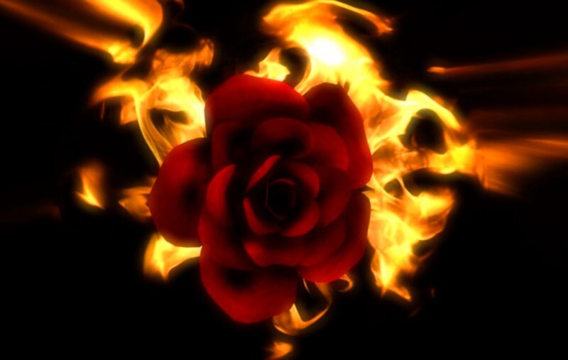 Red Rose in Flames