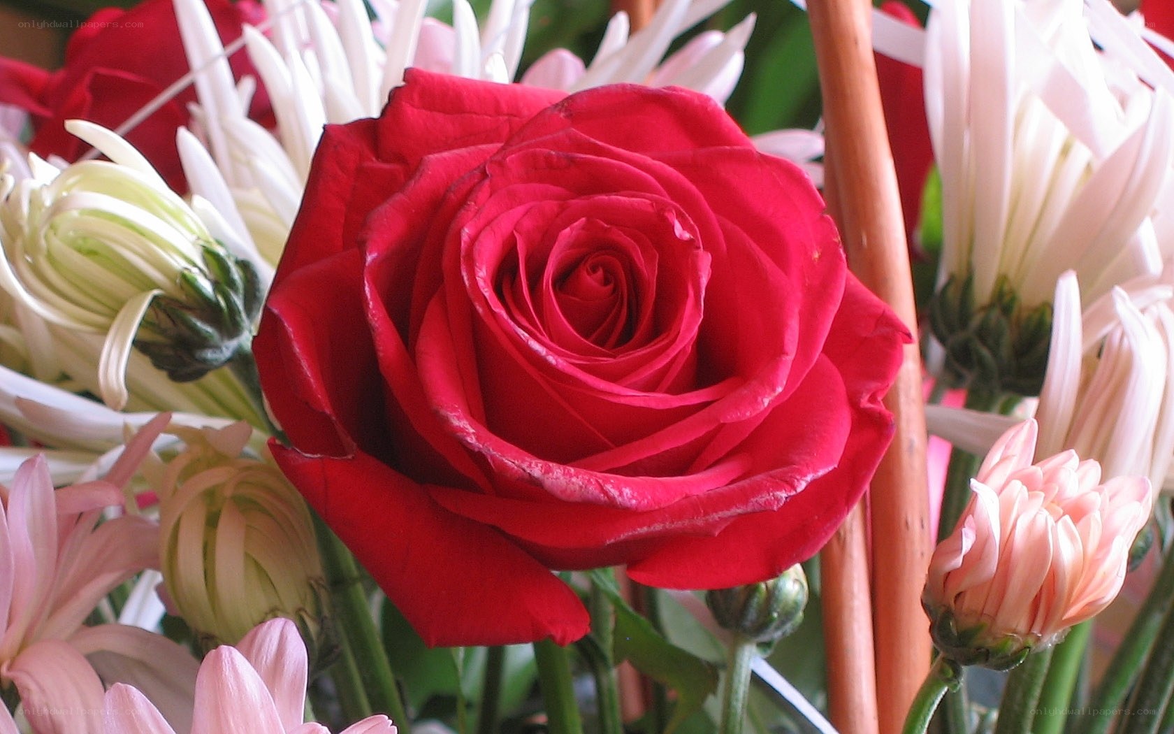 Red rose in floral arrangement