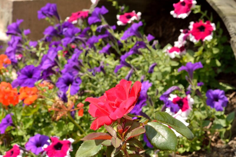 Red Rose in Flower Bed