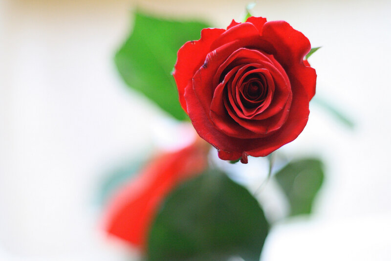 Red rose in focus