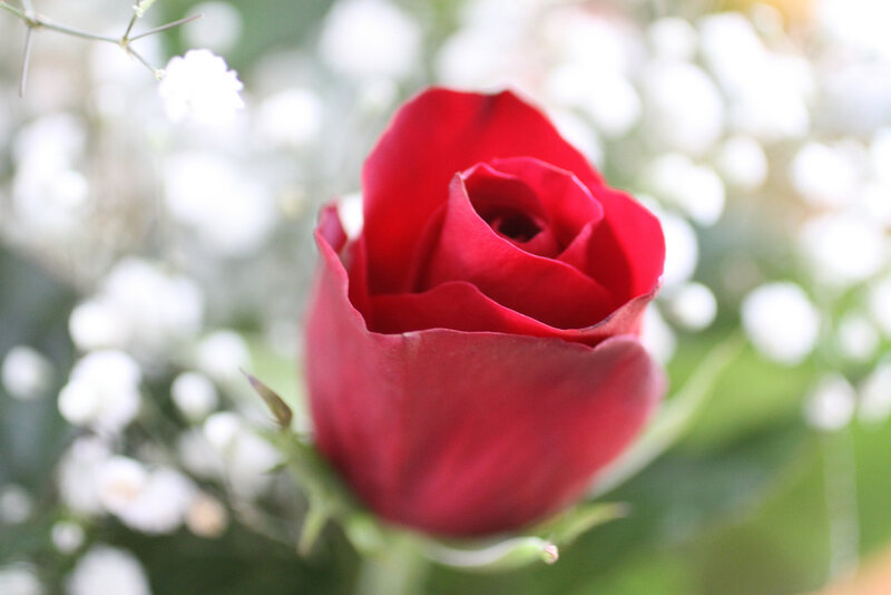 Red rose in focus