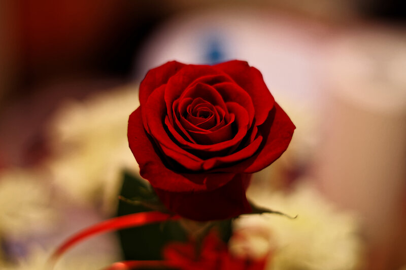 Red Rose in Focus — Calm, Photograph, Flower