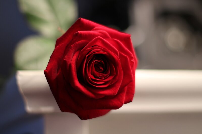 Red Rose in Focus — Calm, Photograph, Green Leaf