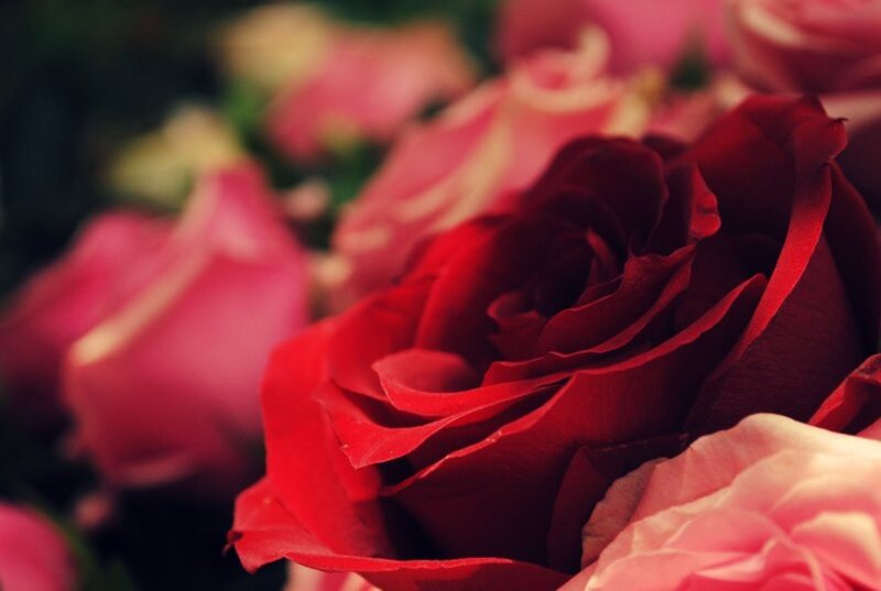 Red Rose in Focus — Calm