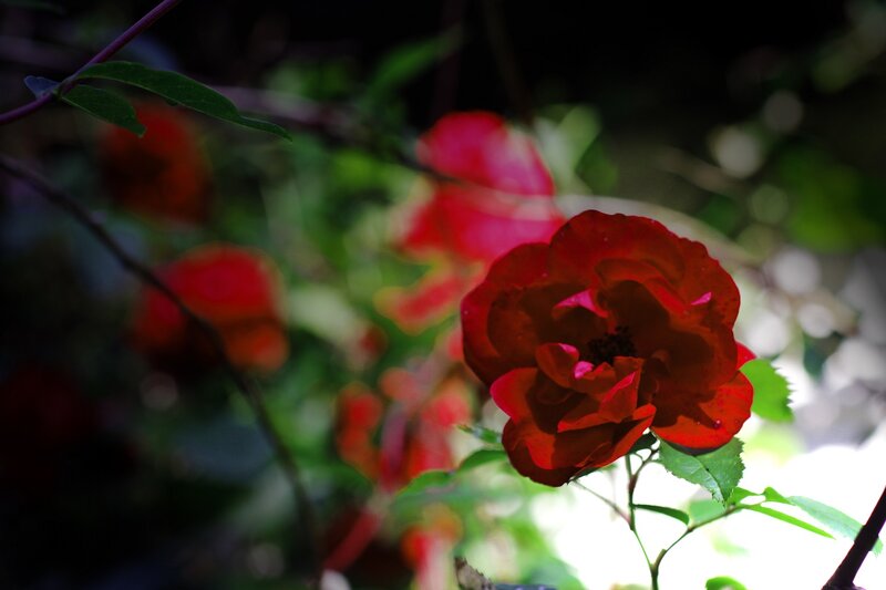 Red Rose in Focus — Dramatic, Afternoon