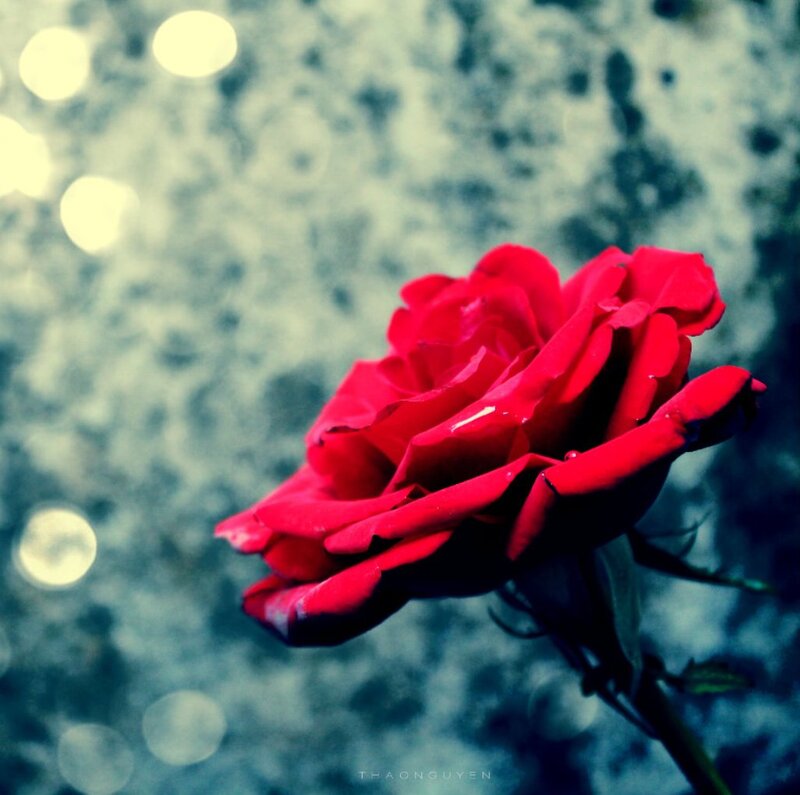 Red Rose in Focus — Dramatic, Photograph, Bokeh Lights
