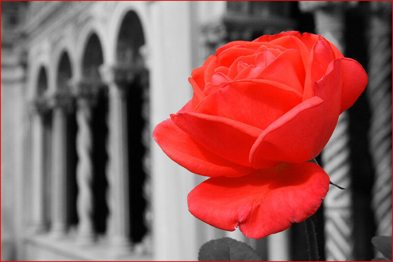 Red Rose in Focus — Dramatic, Photograph, Building