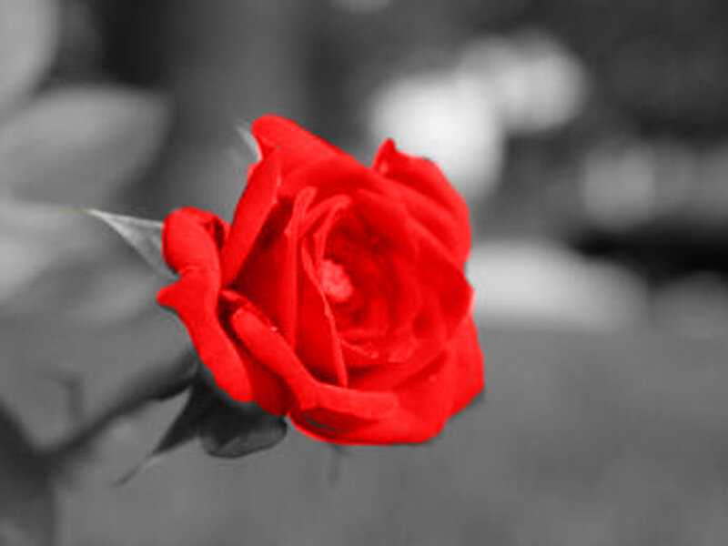 Red Rose in Focus — Dramatic, Photograph, Flower, Leaf, Black