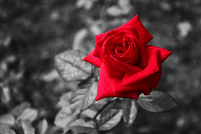 Red Rose in Focus — Dramatic, Photograph, Flower, Leaf