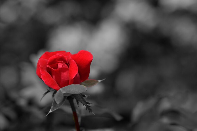Red Rose in Focus — Dramatic, Photograph, Flower, Stem