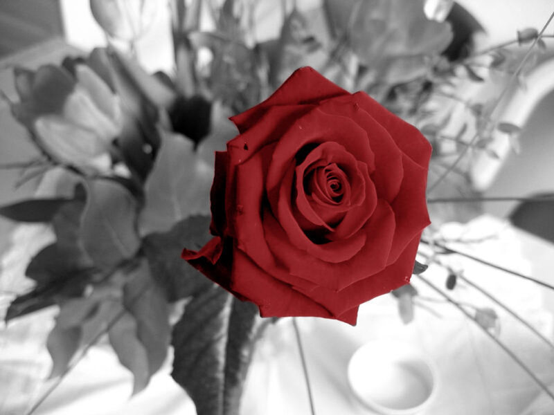 Red Rose in Focus — Dramatic, Photograph, Flower