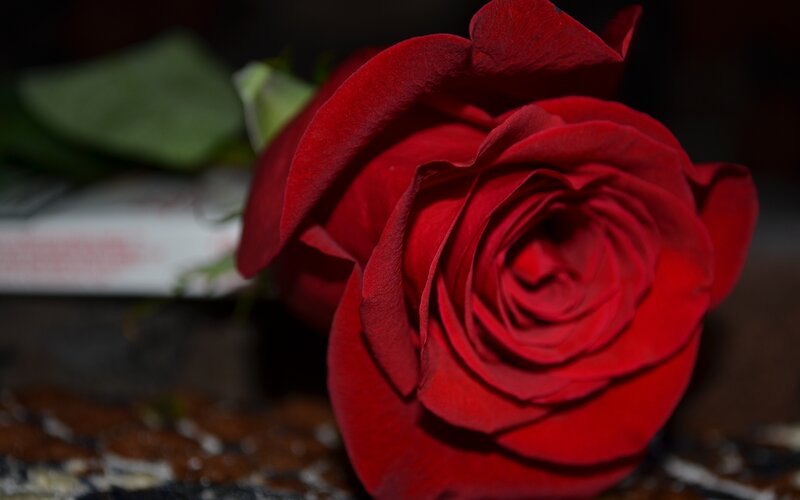 Red Rose in Focus — Dramatic, Photograph, Green Leaf, Book