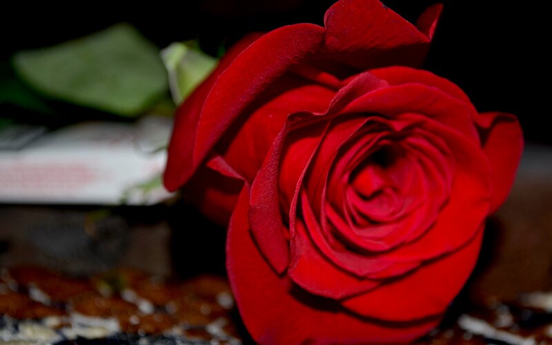 Red Rose in Focus — Dramatic, Photograph, Green Leaf