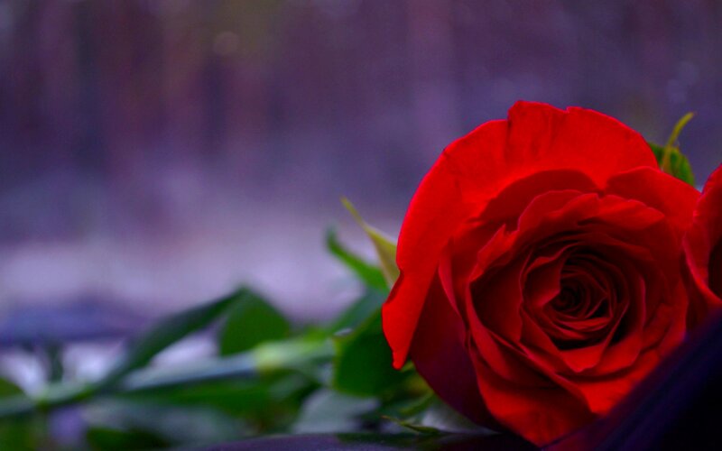 Red Rose in Focus — Dramatic, Photograph, Green Leaves