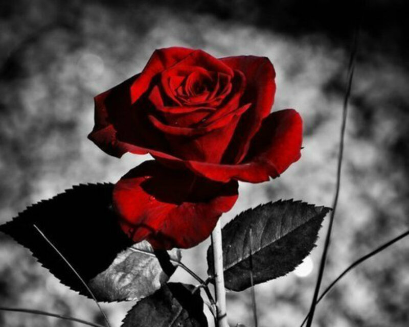 Red Rose in Focus — Dramatic, Photograph, Leaf