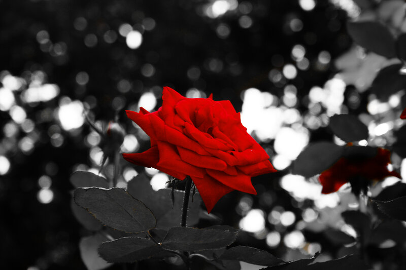Red Rose in Focus — Dramatic, Photograph, Leaves, Bokeh