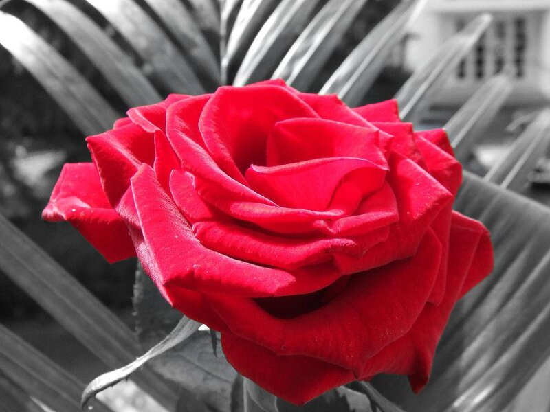 Red Rose in Focus — Dramatic, Photograph, Leaves