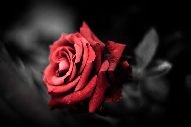 Red Rose in Focus — Dramatic, Photograph, Petals, Leaf