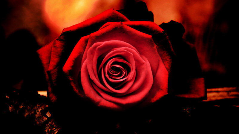 Red Rose in Focus — Dramatic, Photograph, Petals