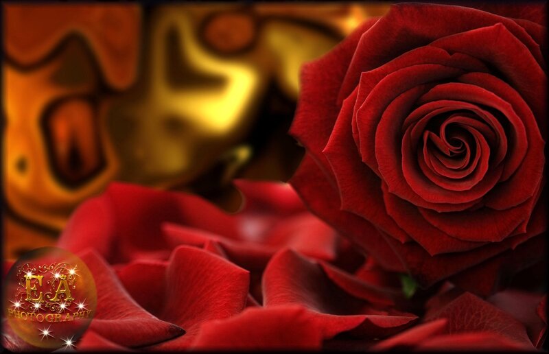 Red Rose in Focus — Dramatic, Photograph, Rose Petals