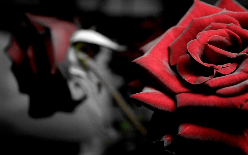 Red Rose in Focus — Dramatic, Photograph, Stem, Background