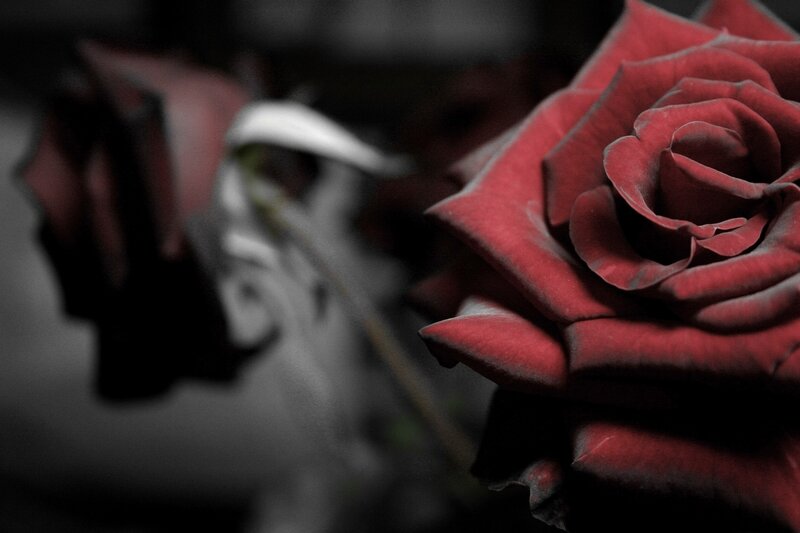 Red Rose in Focus — Dramatic, Photograph, Stem, Blurry Background